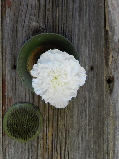 Moonlight   White Carnations
